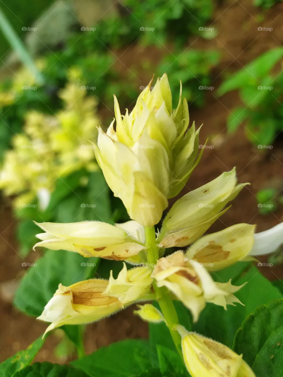 yellow seed