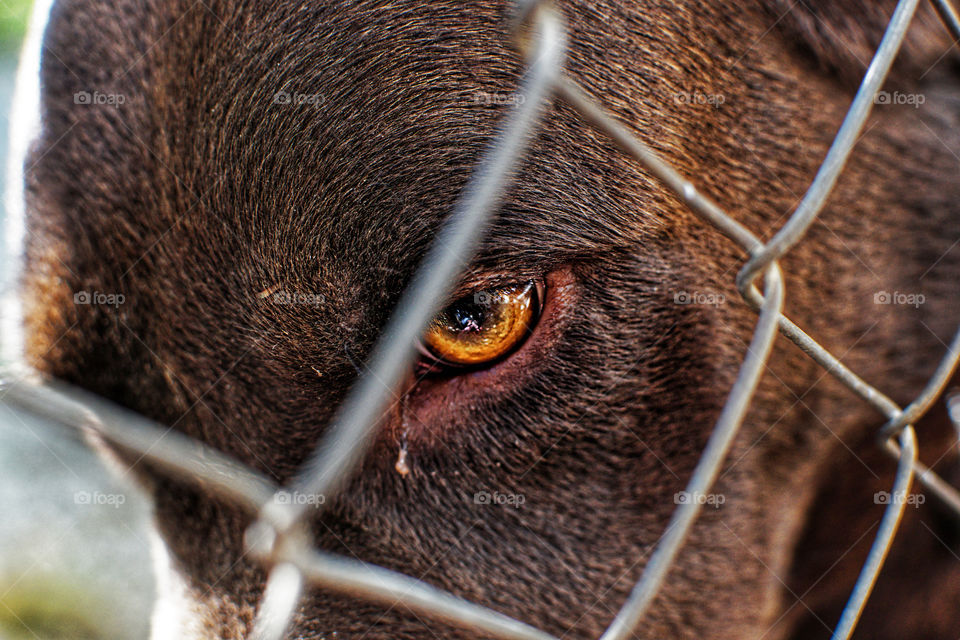 Sad labrador dog captive