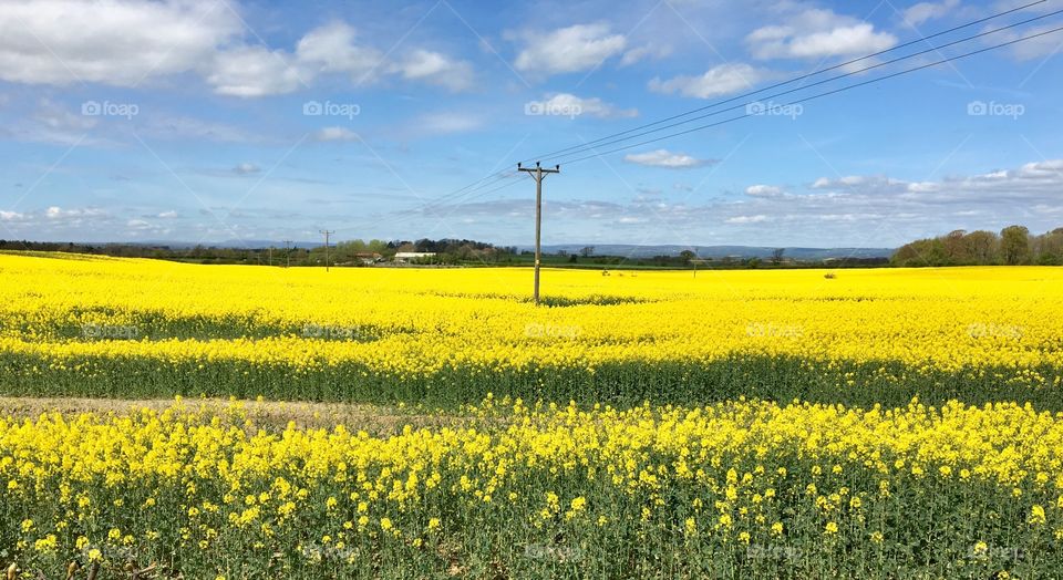 Bright Yellow