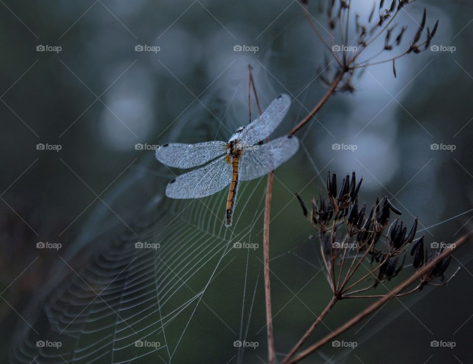 Dragonfly in drops of dew and spiderweb