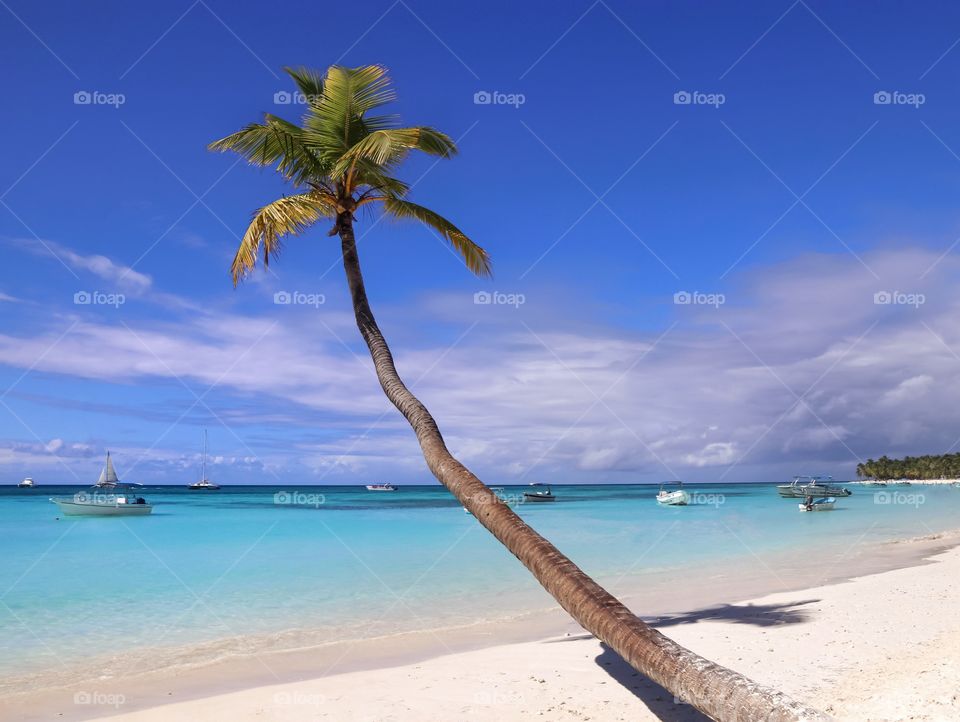 Palm tree on beach 