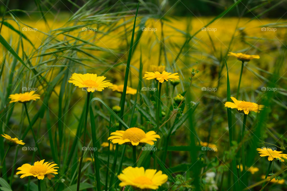 Yellow daisies