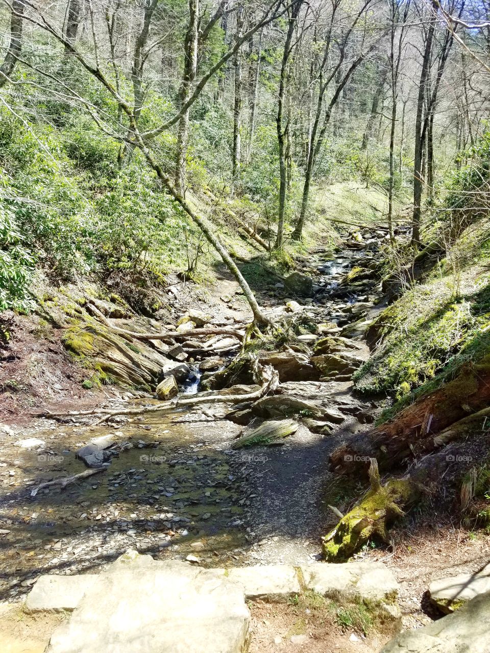 Natural beauty of greens within forest with running stream of Great Smoky Mountains National Park.