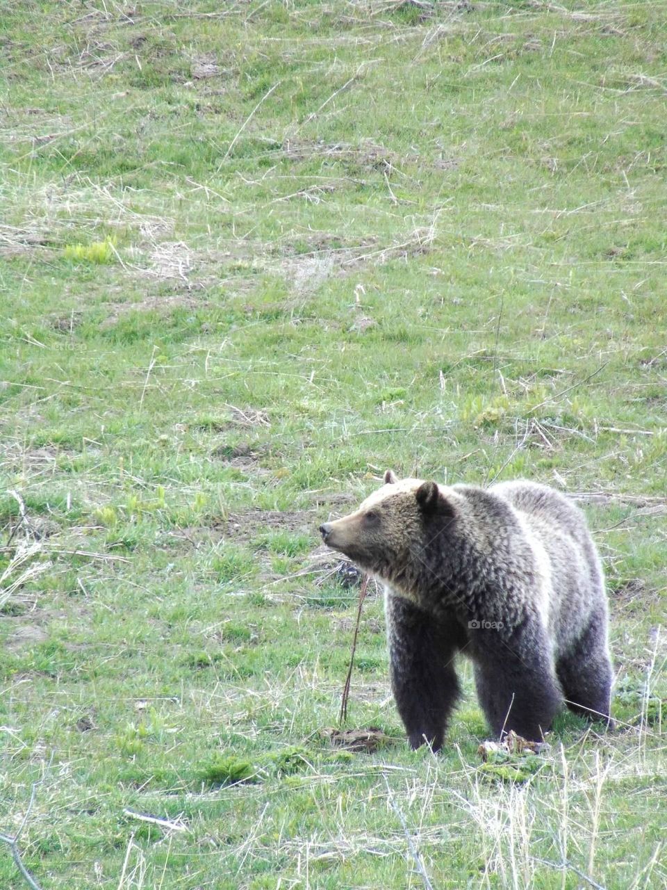 Grizzly bear in Yellowstone National Park. 