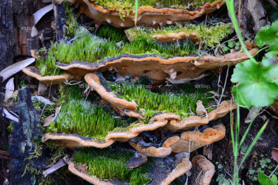 Fungus with grass and moss