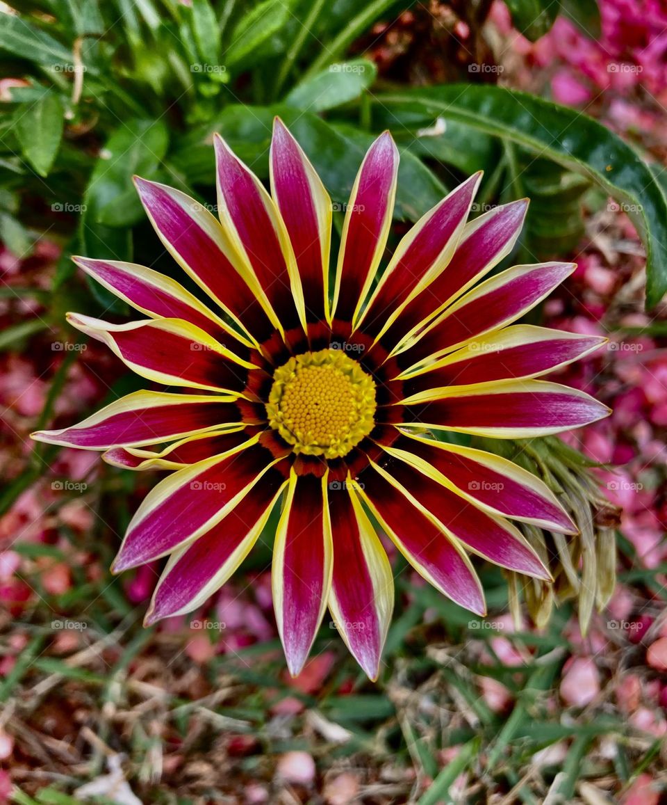 🌹GANZÂNIAS -
🇺🇸 Very beautiful flowers to brighten our day.  Live nature and its beauty. Did you like the delicate petals?
🇧🇷 Flores muito bonitas para alegrar nosso dia. Viva a natureza e sua beleza. Gostaram das pétalas delicadas? 