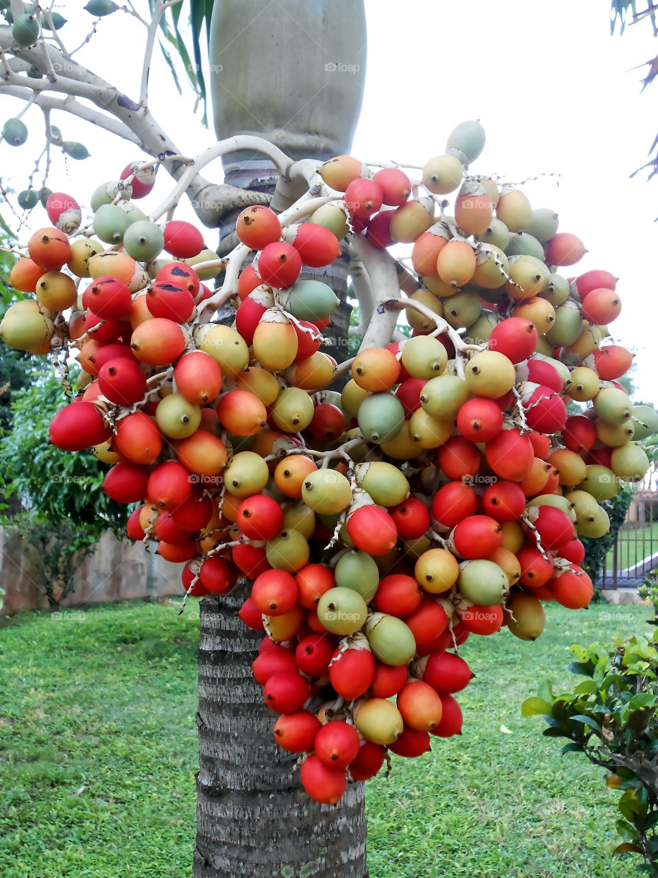 Colourful Bunch of Palm