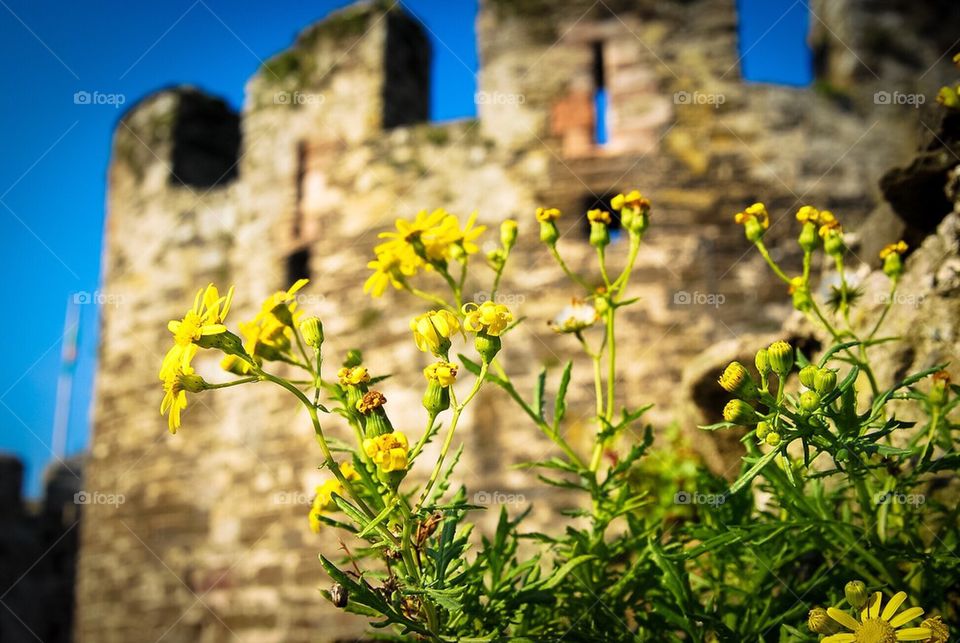 flowers in the castle