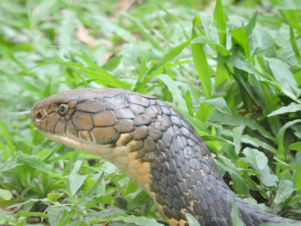 King Cobra