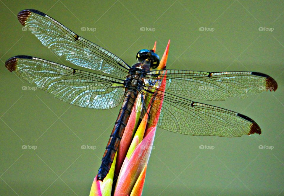 The glorious Mother Nature - Dragonfly (Odonata) 