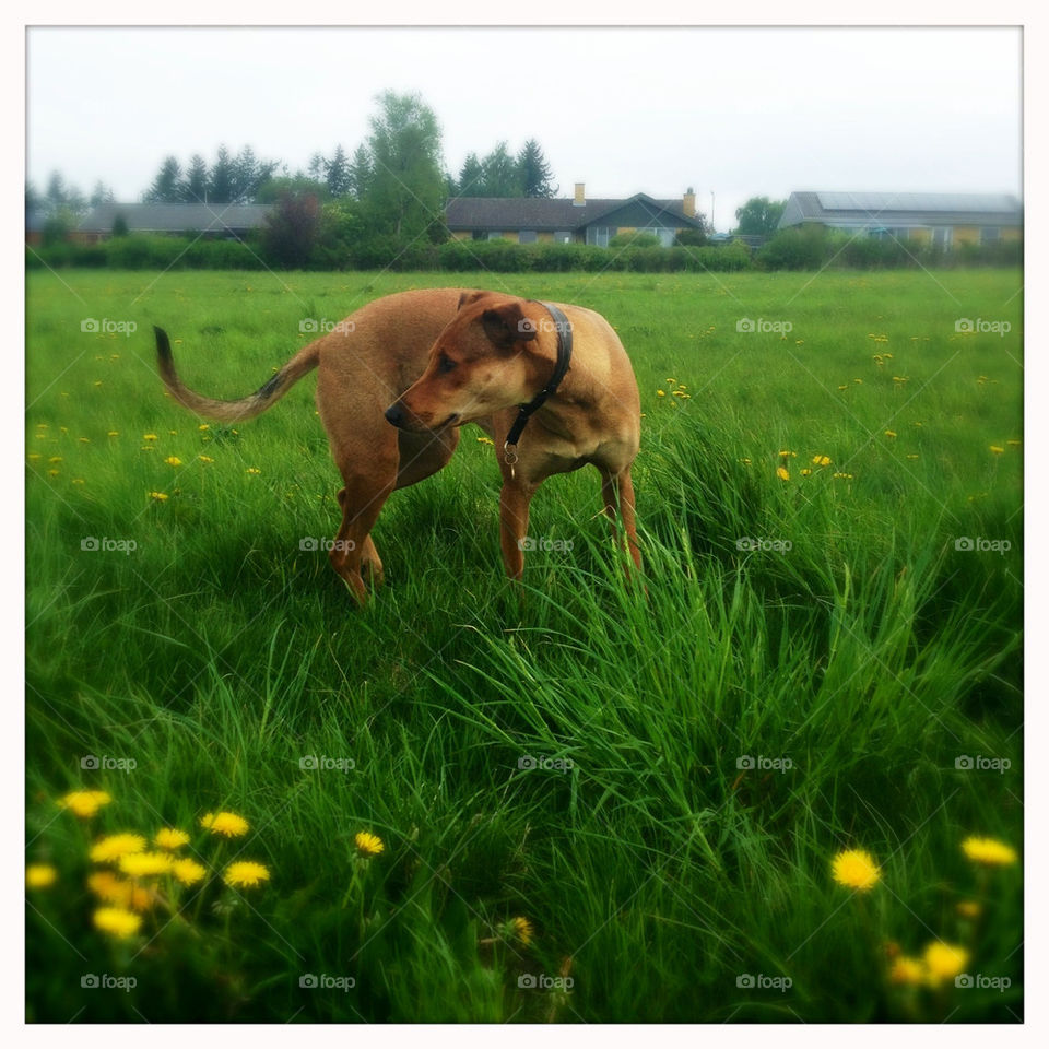 green flowers field grass by pellepelle