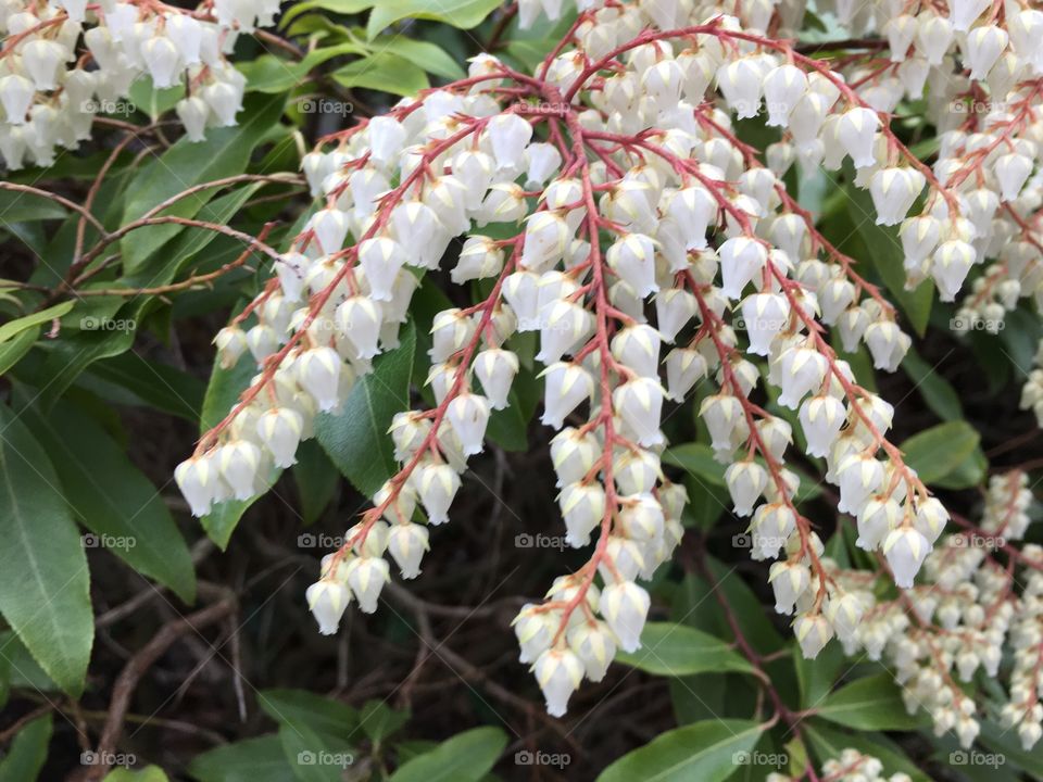 Bell blossoms