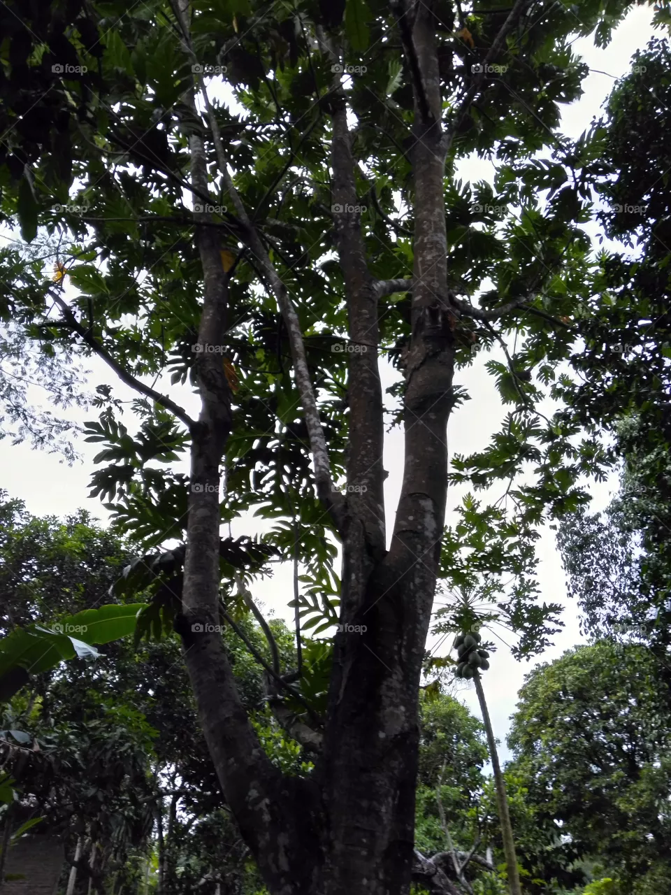 Forest