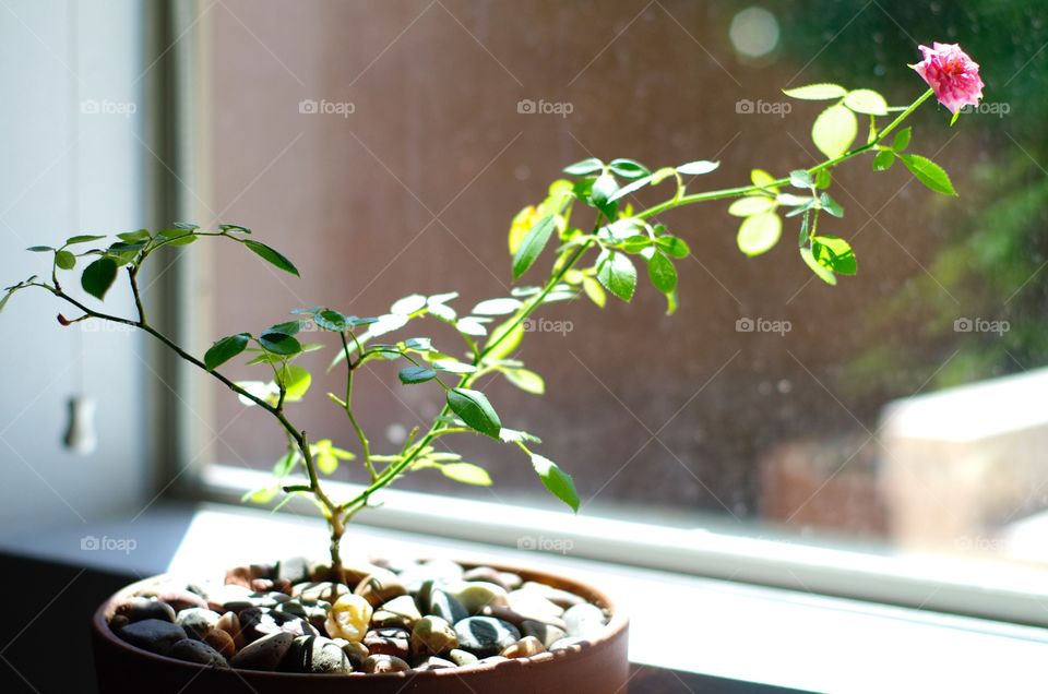 Close-up of rose plant