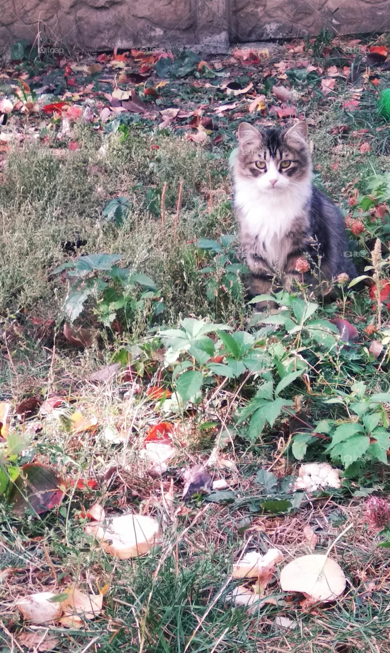 cat