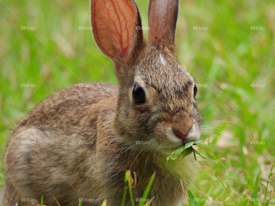 The Year of the Rabbit - In the Chinese culture, the rabbit is known to be the luckiest out of all the twelve animals. It symbolizes mercy, elegance, and beauty. People who are born in the year of the rabbit are calm and peaceful.