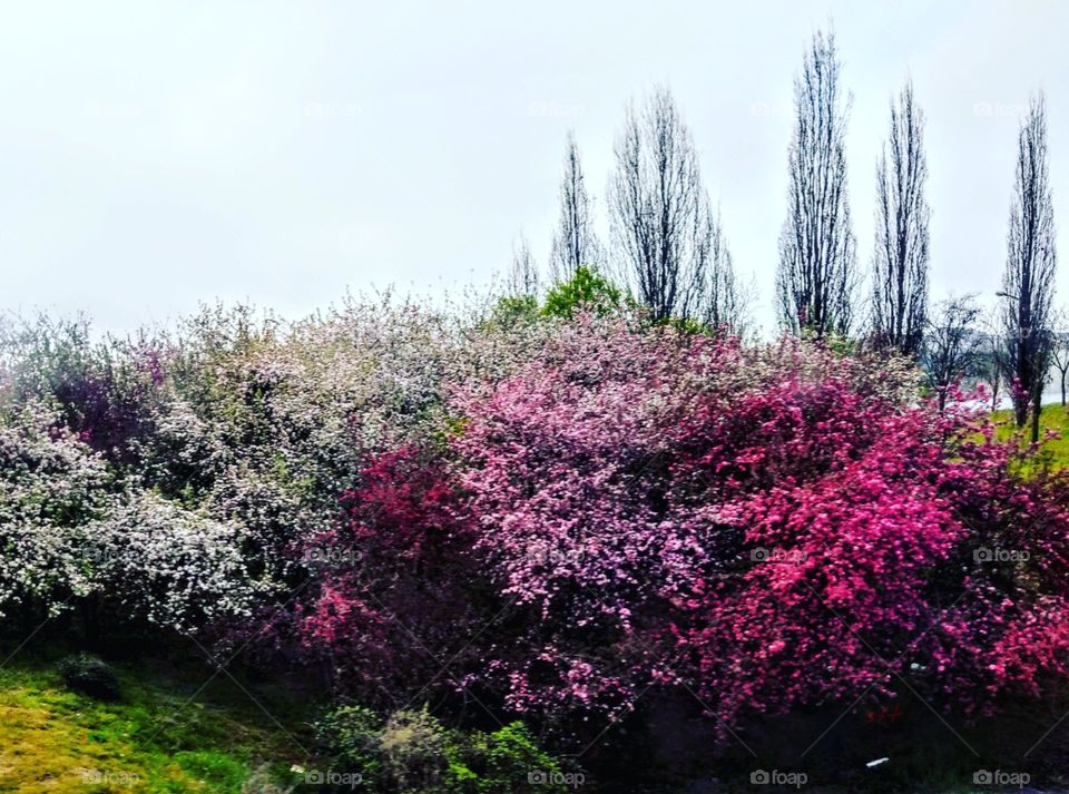 The bright and beautiful flowers and trees on the side of road that is vibrant landscape at early summer.
