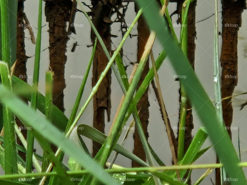 Ditch water with metal and reed