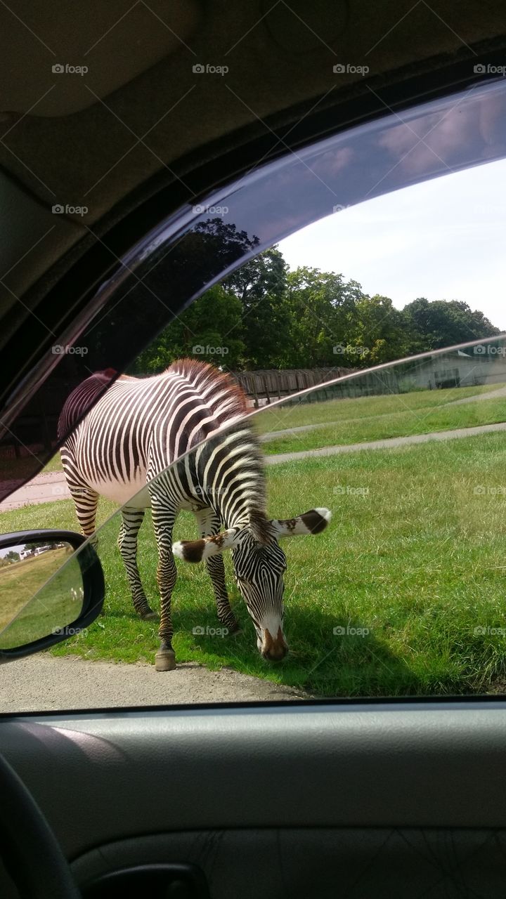 zebra