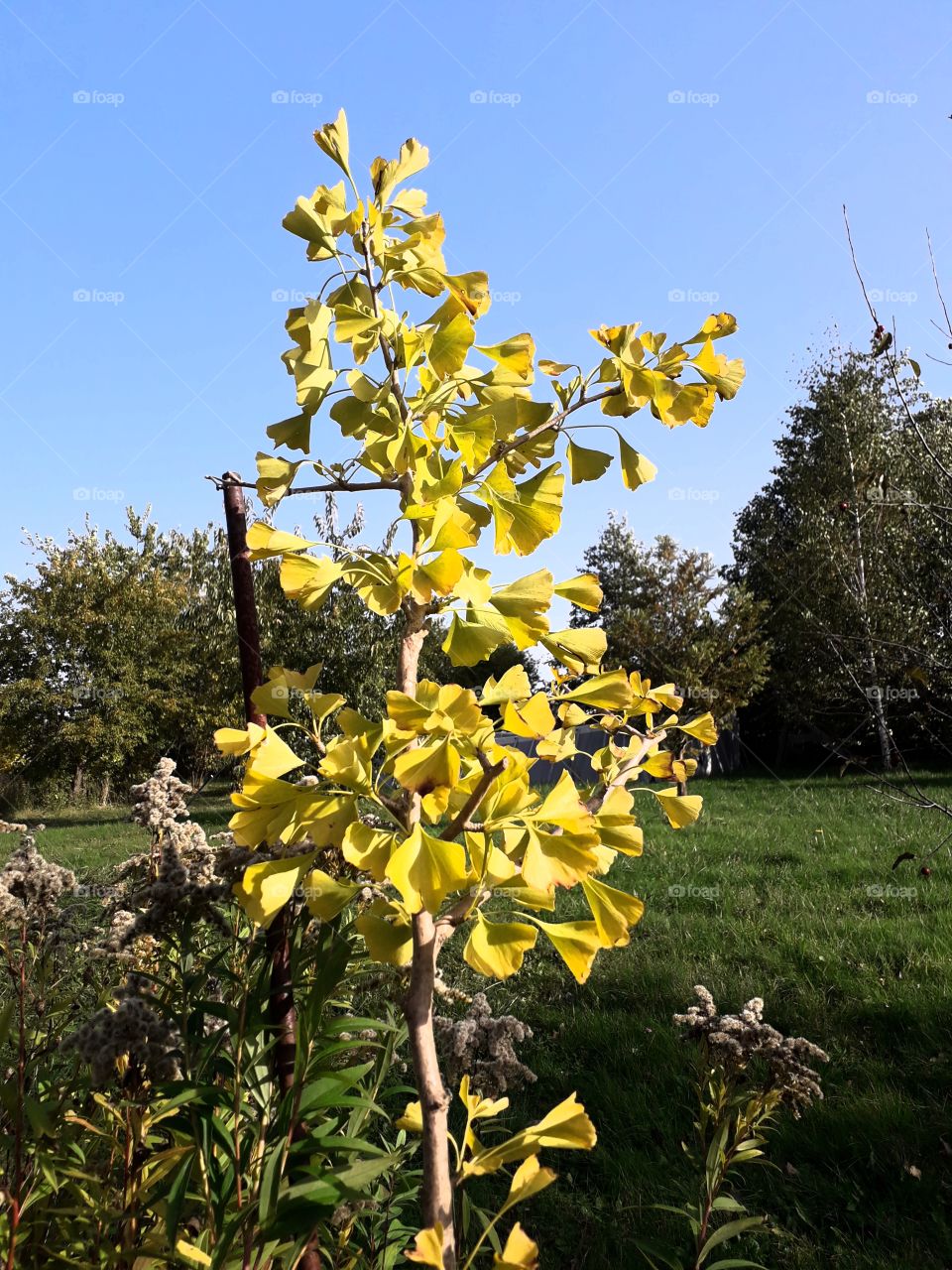 autumn coloured yellow leaves  of ginko tree against blue sky