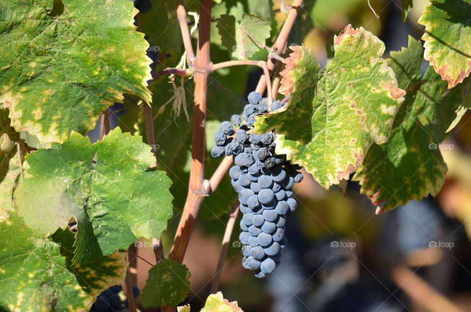 Close- up of grapes bunch