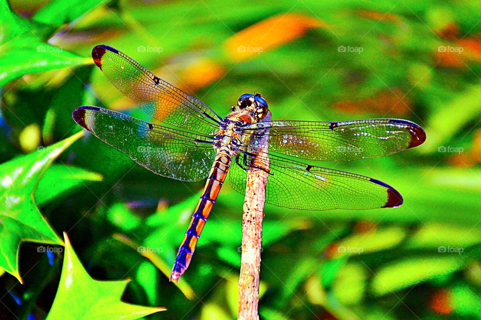 Close-up of dragonfly on twig