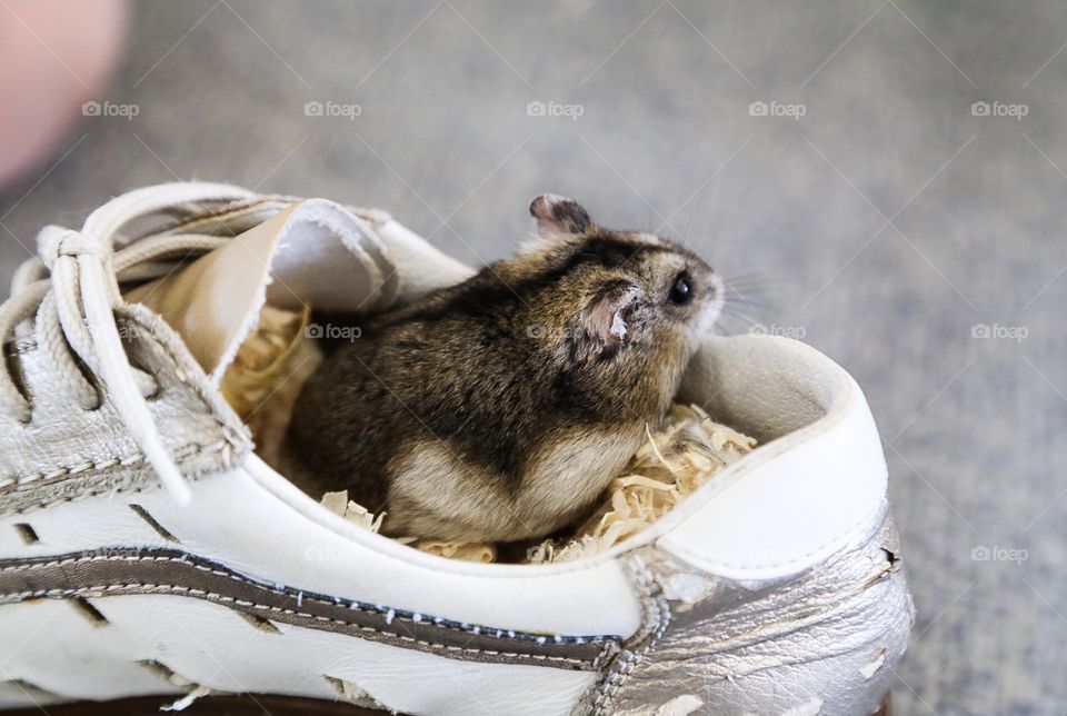 Little hamster in a shoe