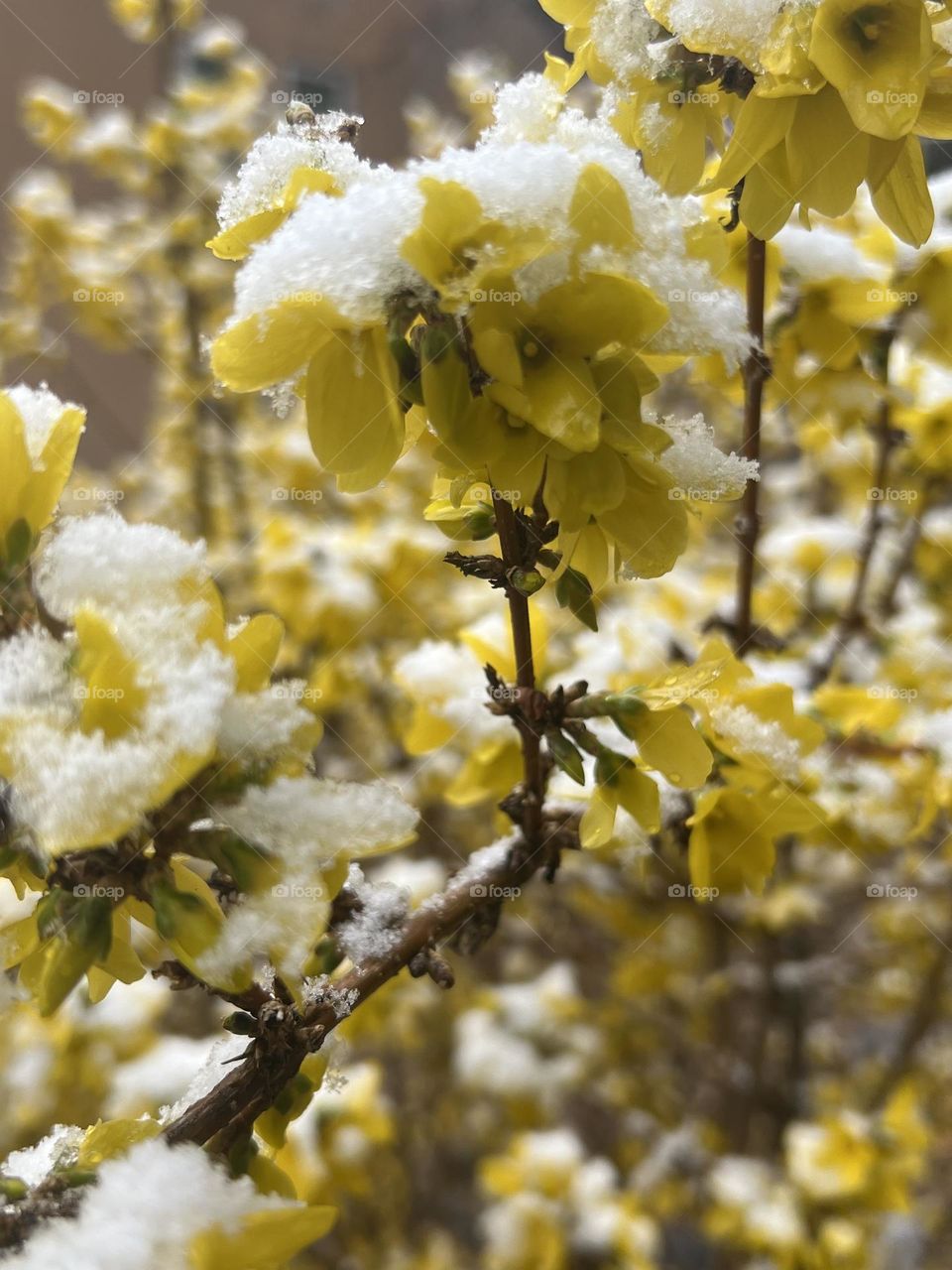 Yellow Flowers With Snow