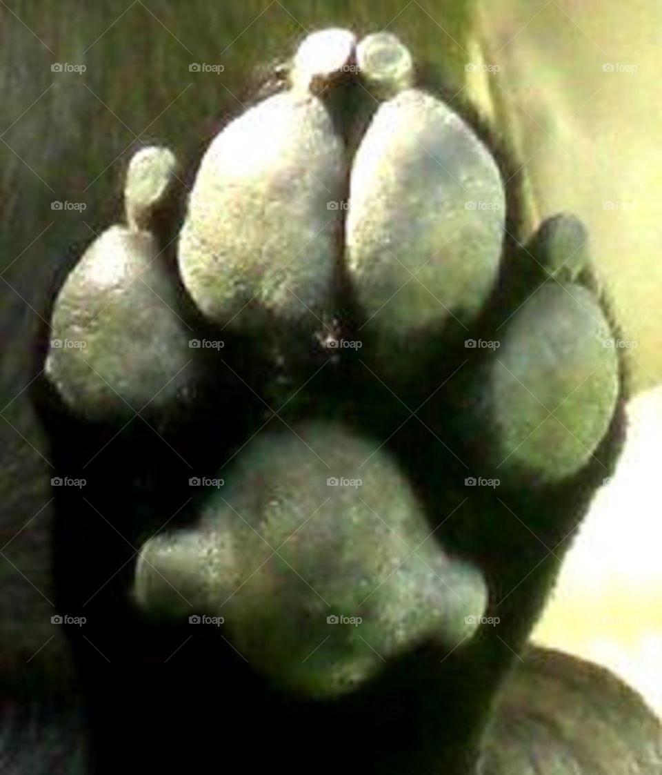 paw