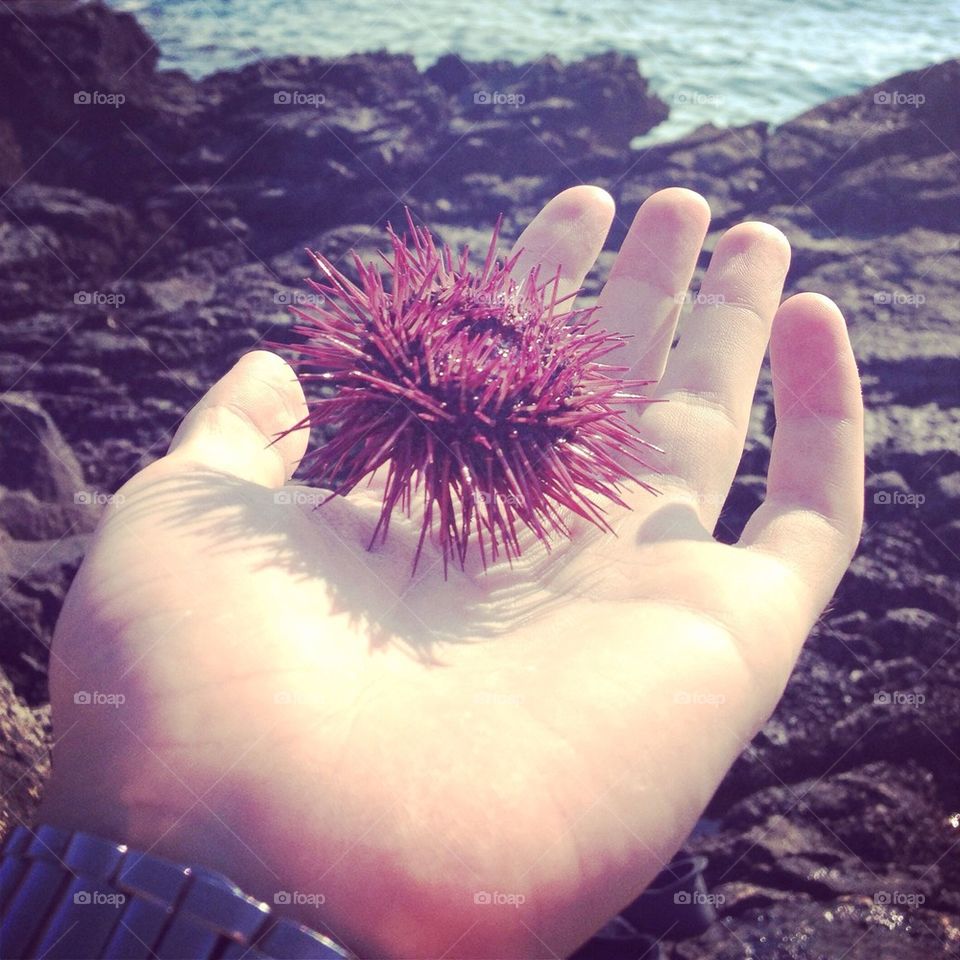 Sea Urchin