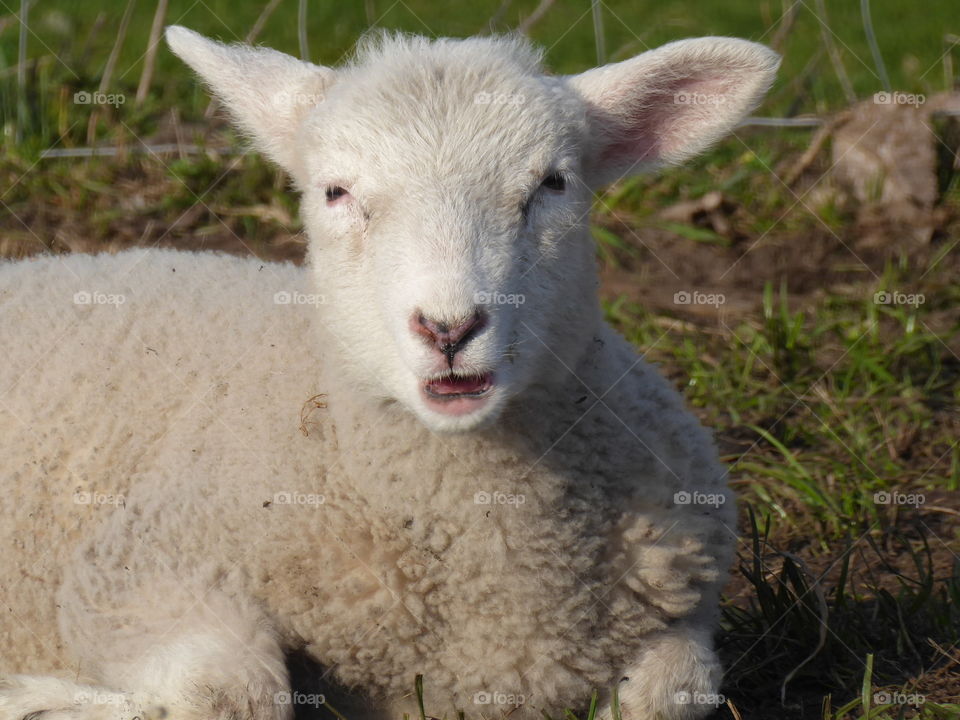 Cute Lamb - First signs of spring 