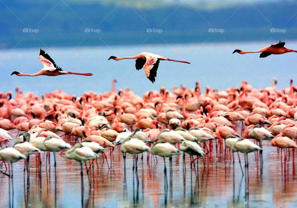 flamingos at Manyara  national park Tanzania
