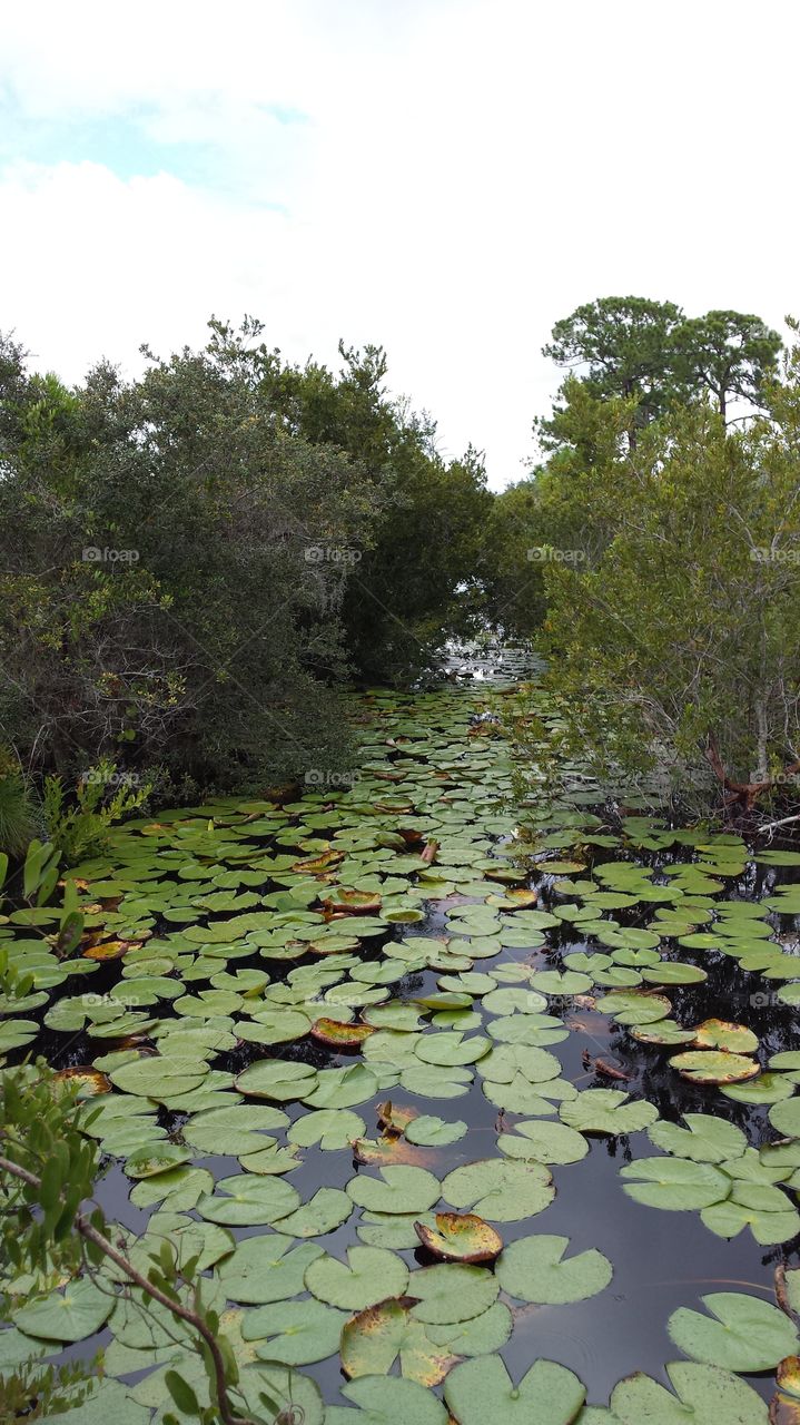 Stream of Lily pads. Cruickshank Nature Preserve