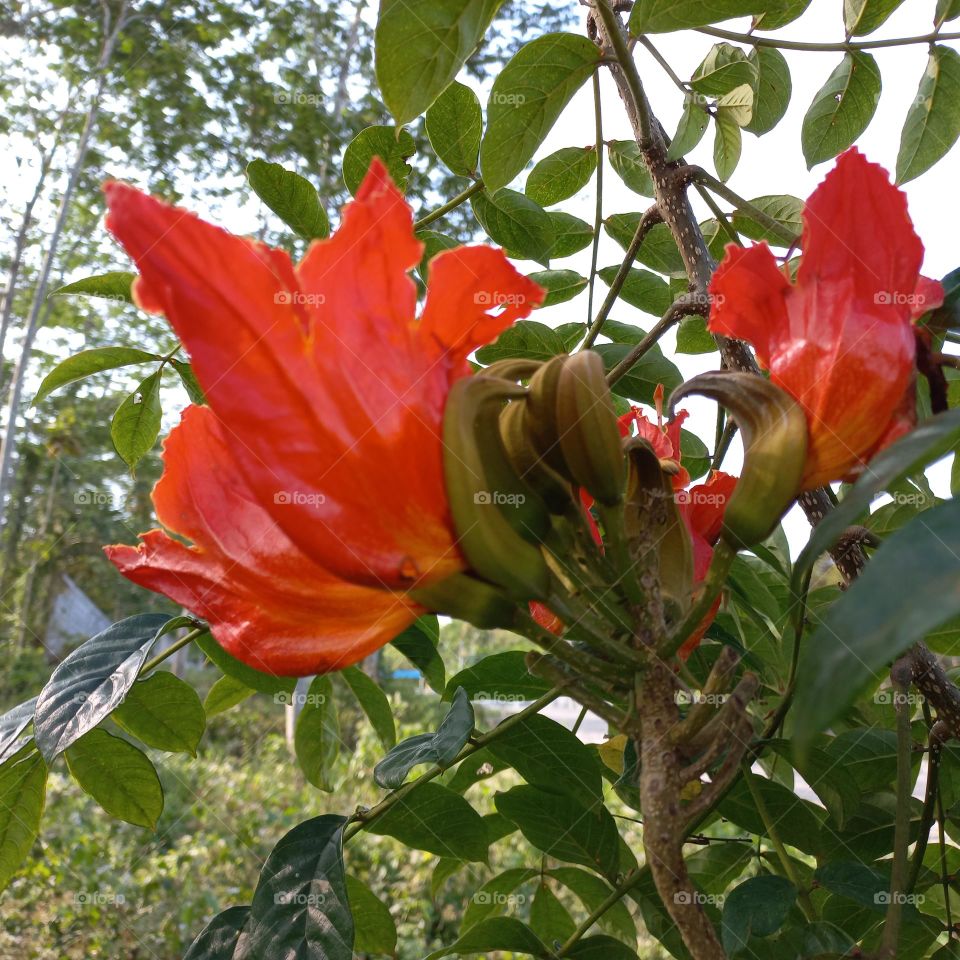 Plant as a cover in the garden or the side of the road. Because the flower buds are capable of spitting out water