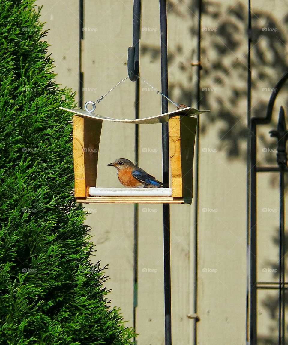 Bird in his house