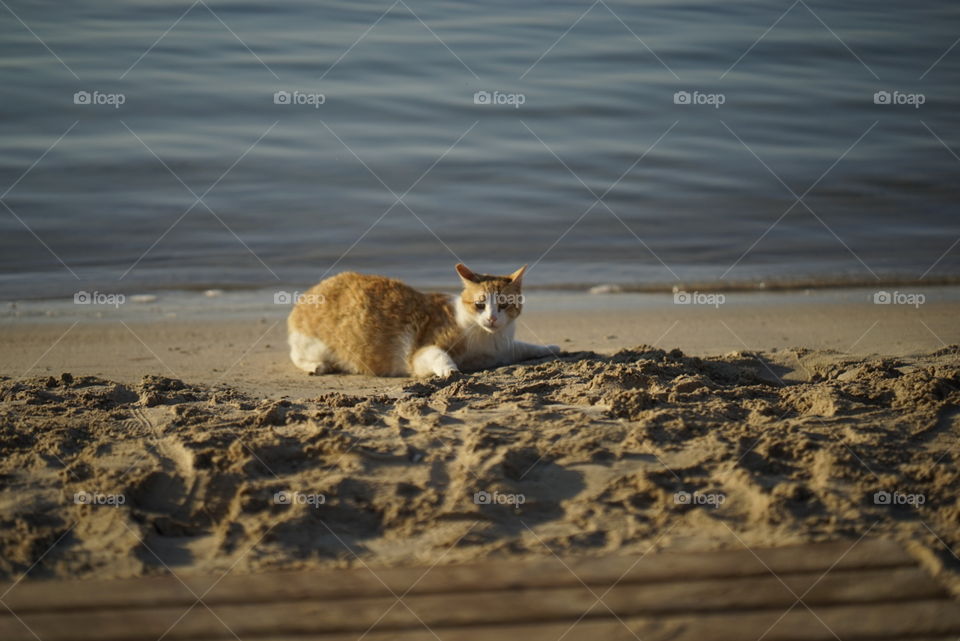 Ginger cat on hot sands