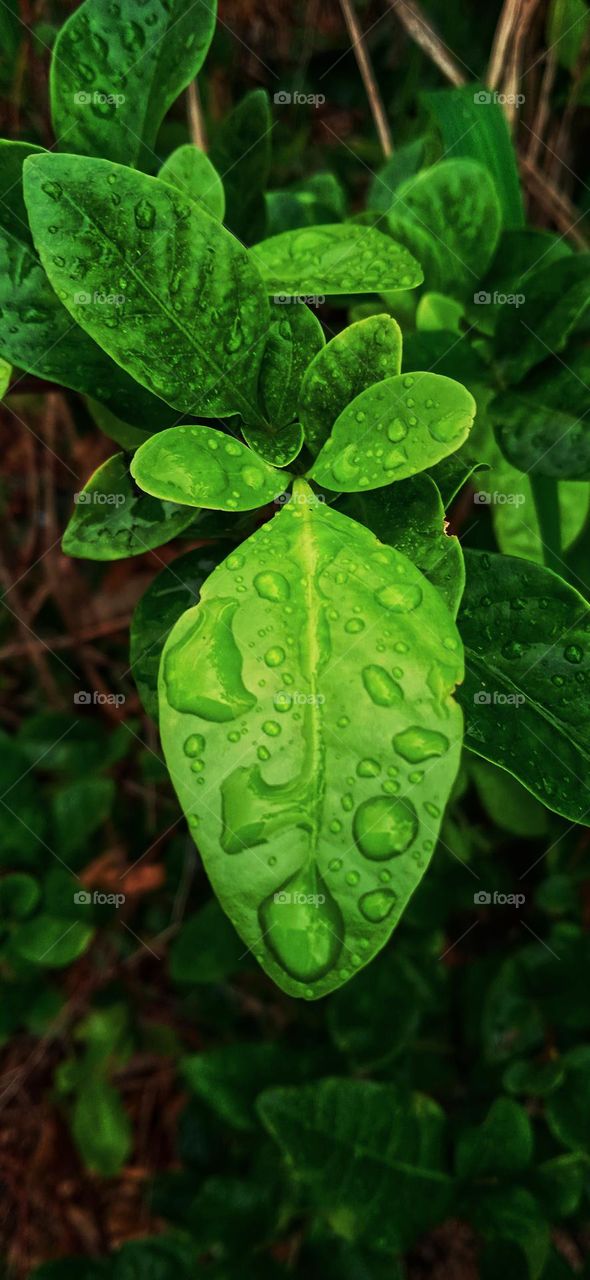 leaves with water drops 1