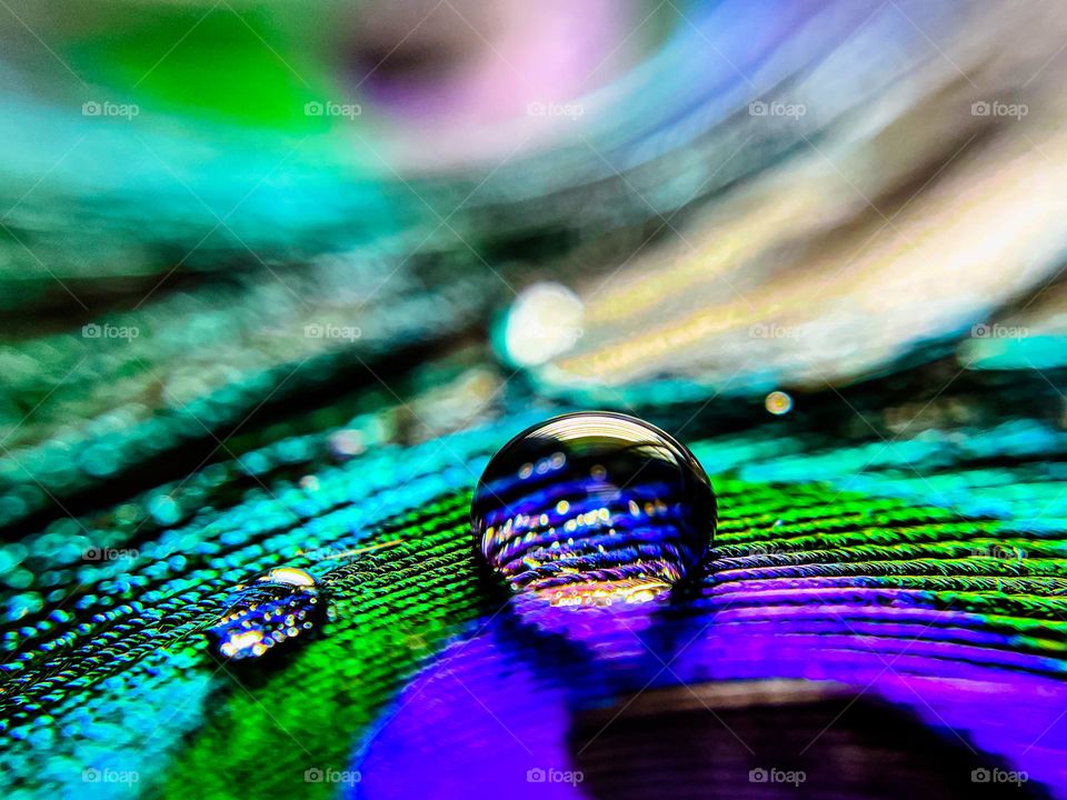 Macro shot of water droplets on peacock feather 