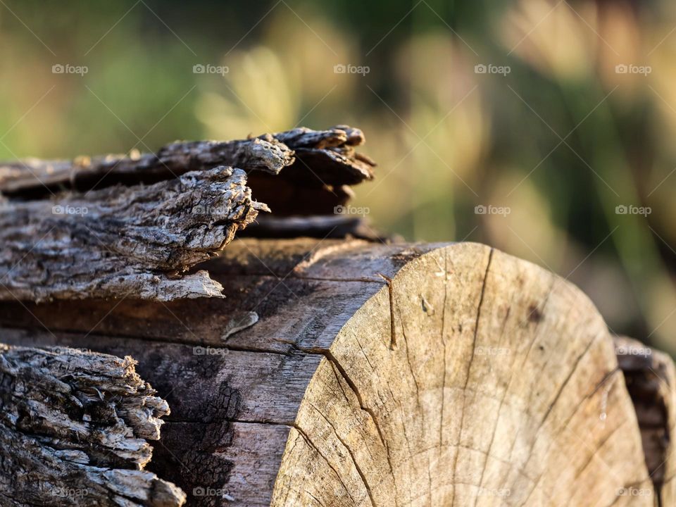 Close up view of dried log wood outdoor under the sunny sun