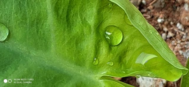 Water droplets