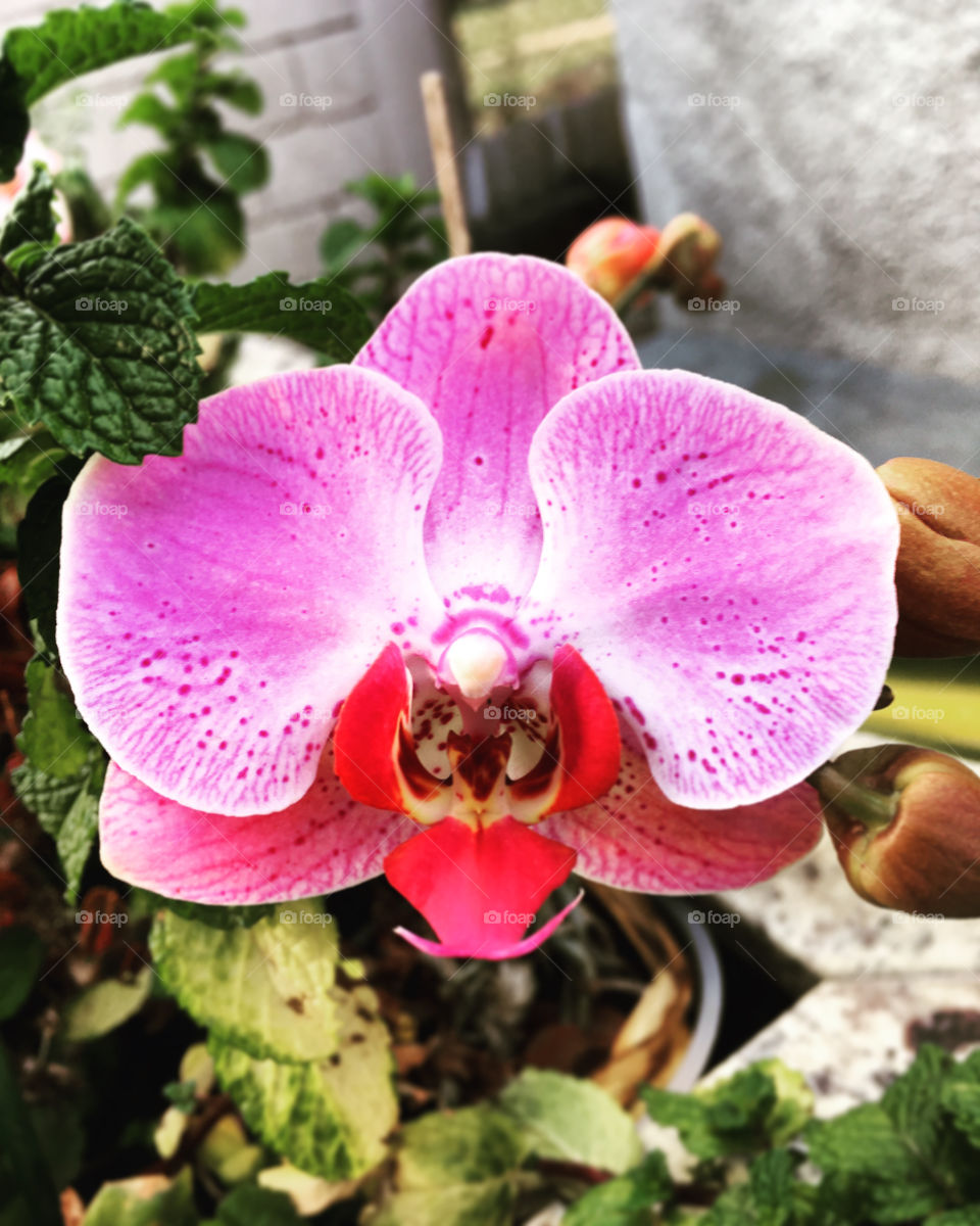 A wonderful orchid embellishing our canvas: pink, fragrant and vibrant! / Uma maravilhosa orquídea embelezando a nossa tela: cor-de-rosa, perfumada e vibrante!