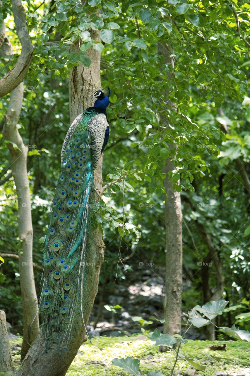 the great Indian peacock sitting on tree