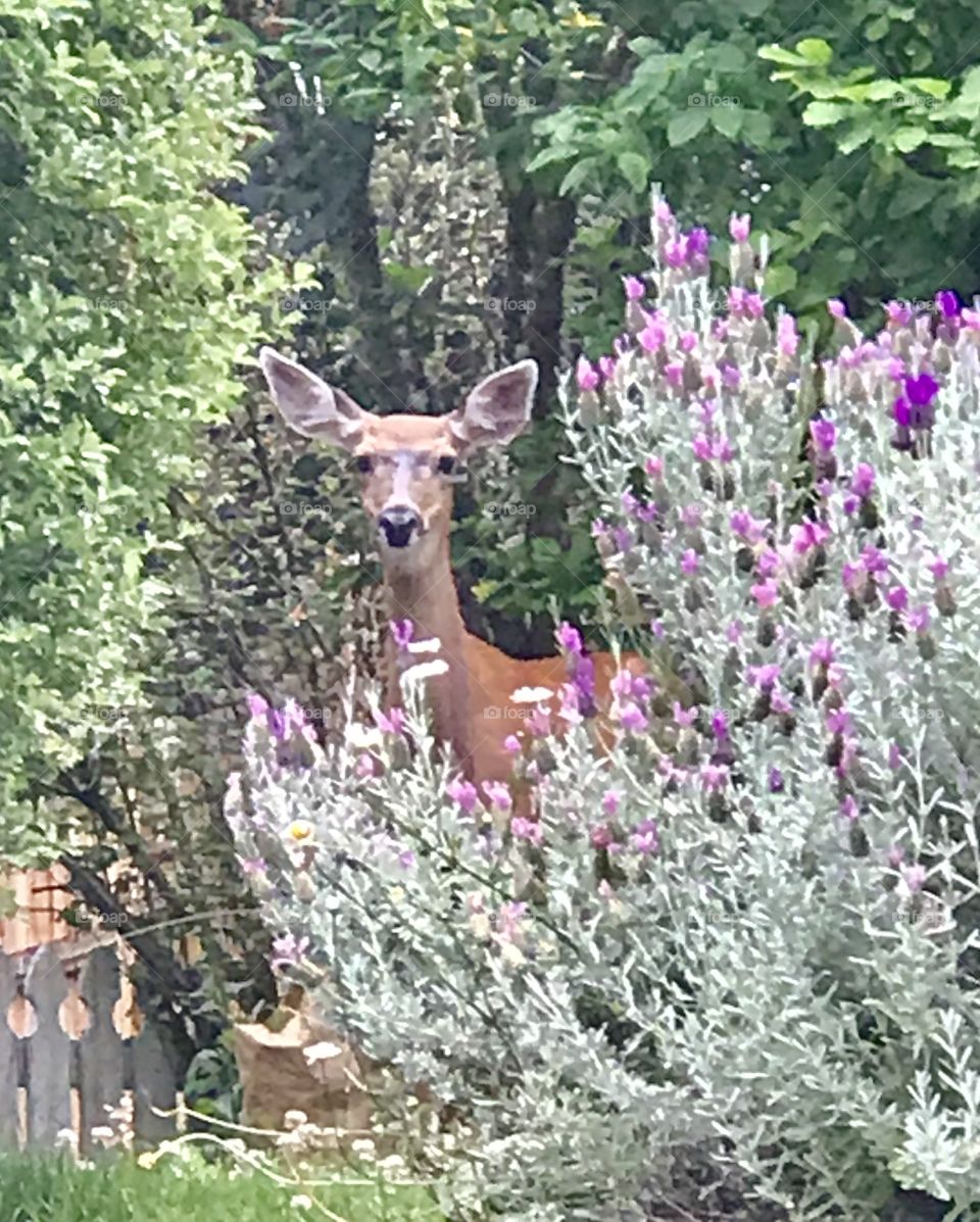 A deer behind some lavender 