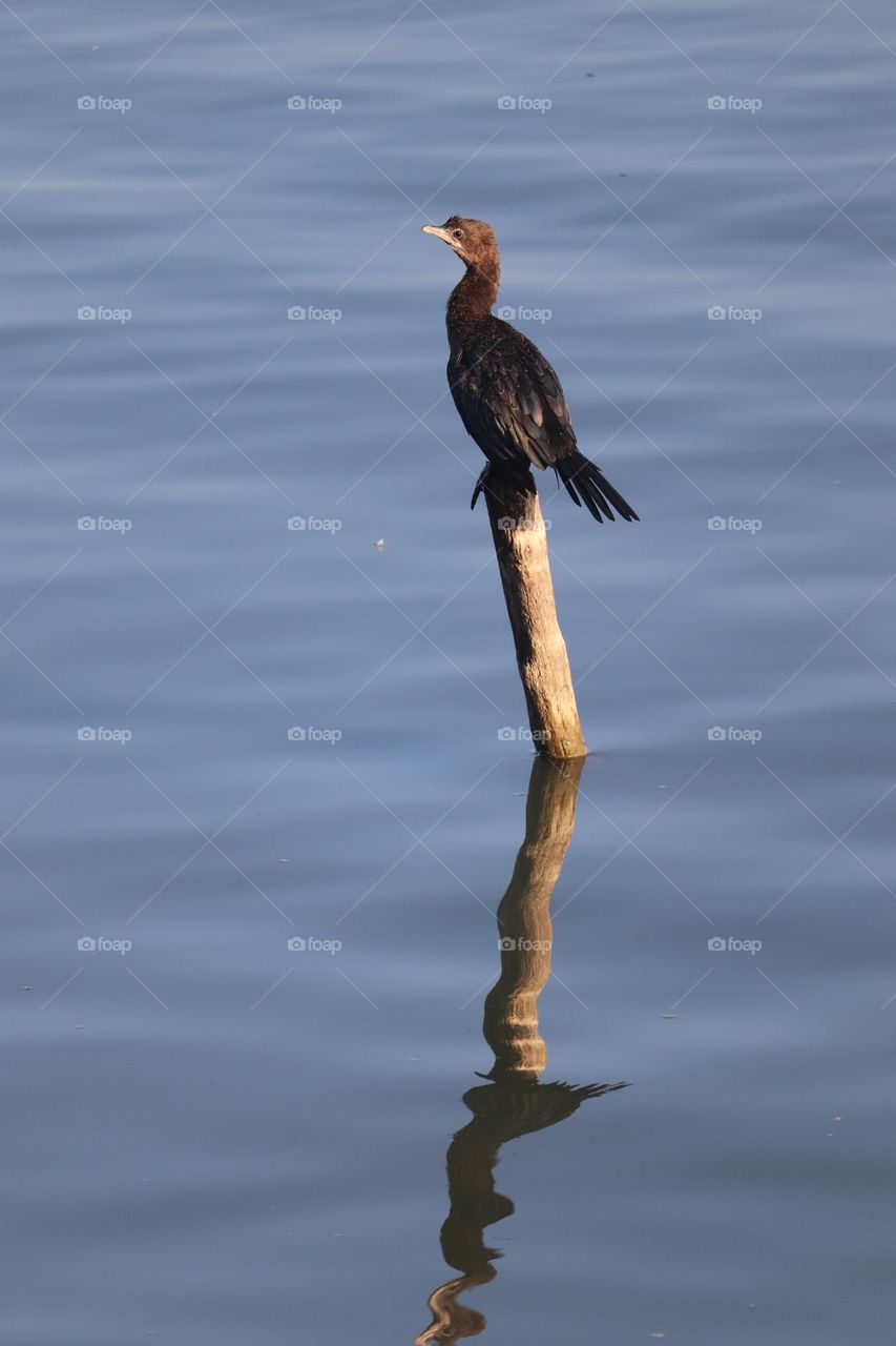 Cormorant mirroring in the river