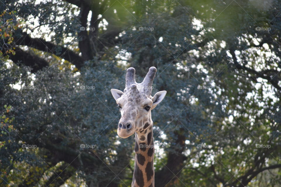 giraffe