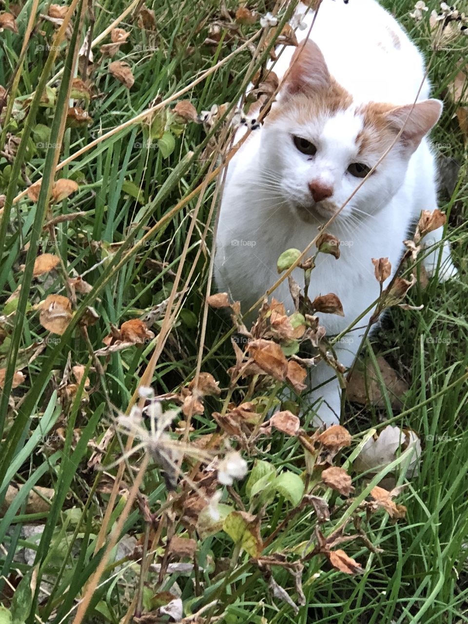 Cat in weeds peeking