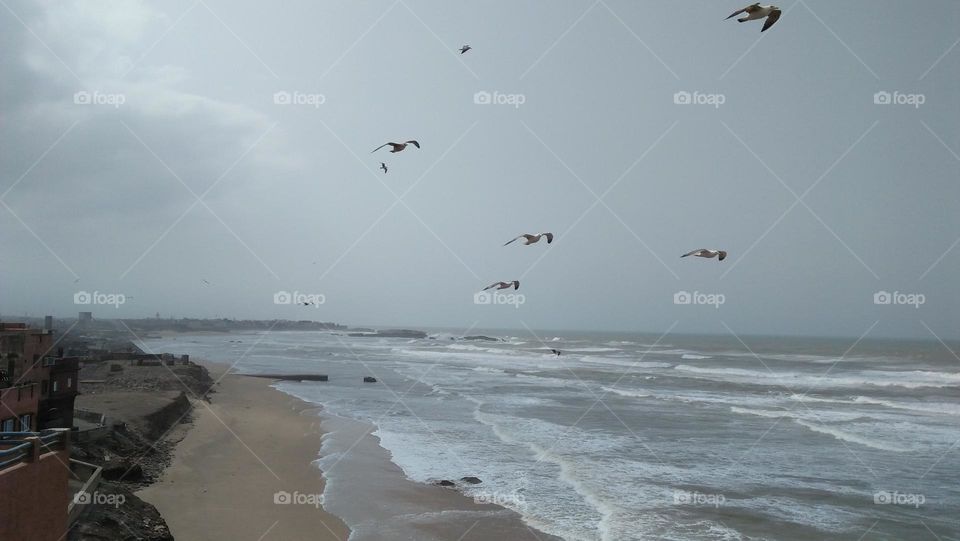 flock of seagulls flying over sea  .