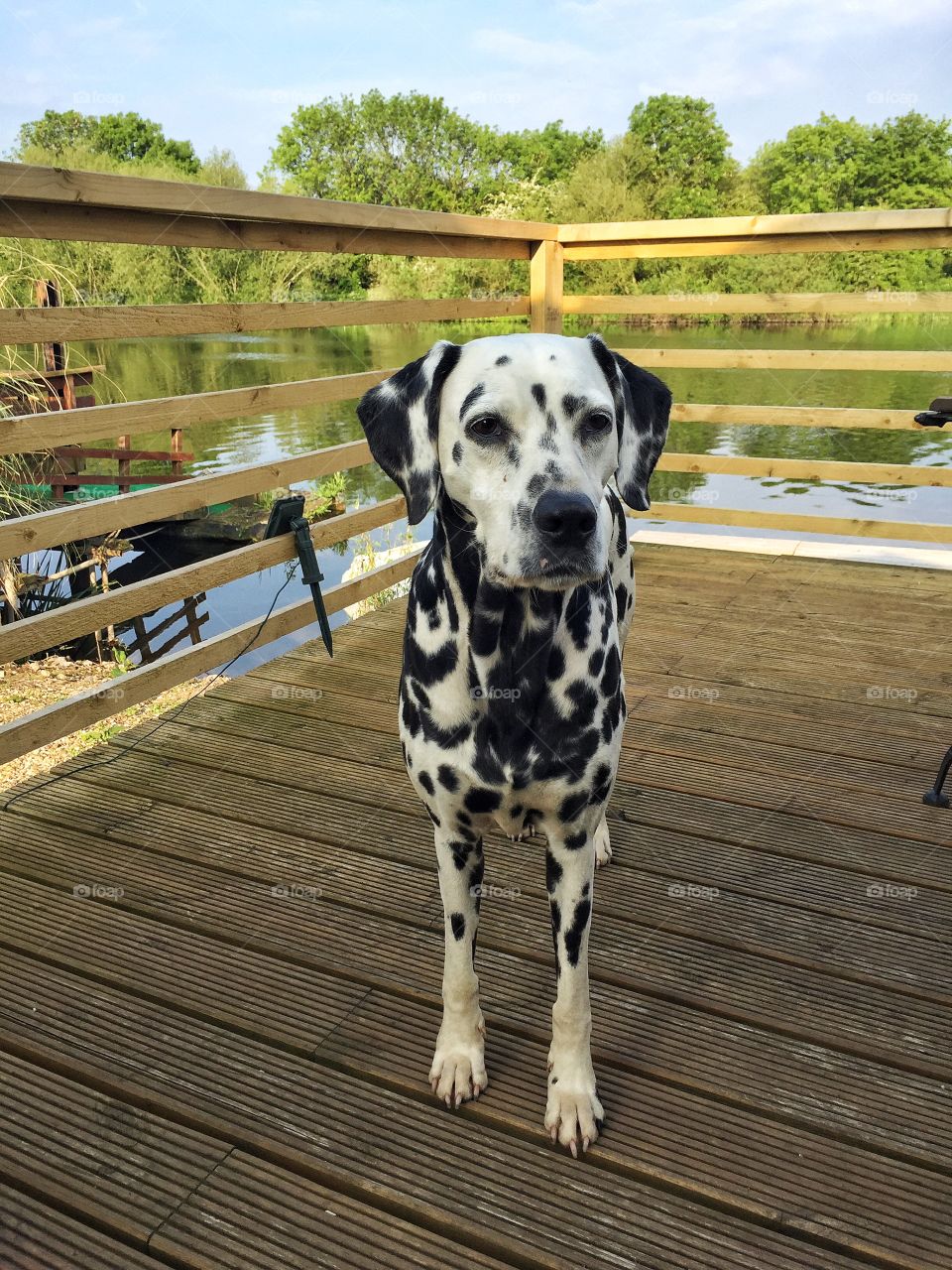 Dalmatian dog