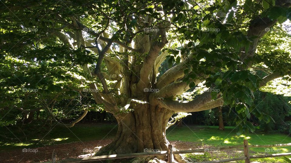 Old Tree in the Hamptons New York