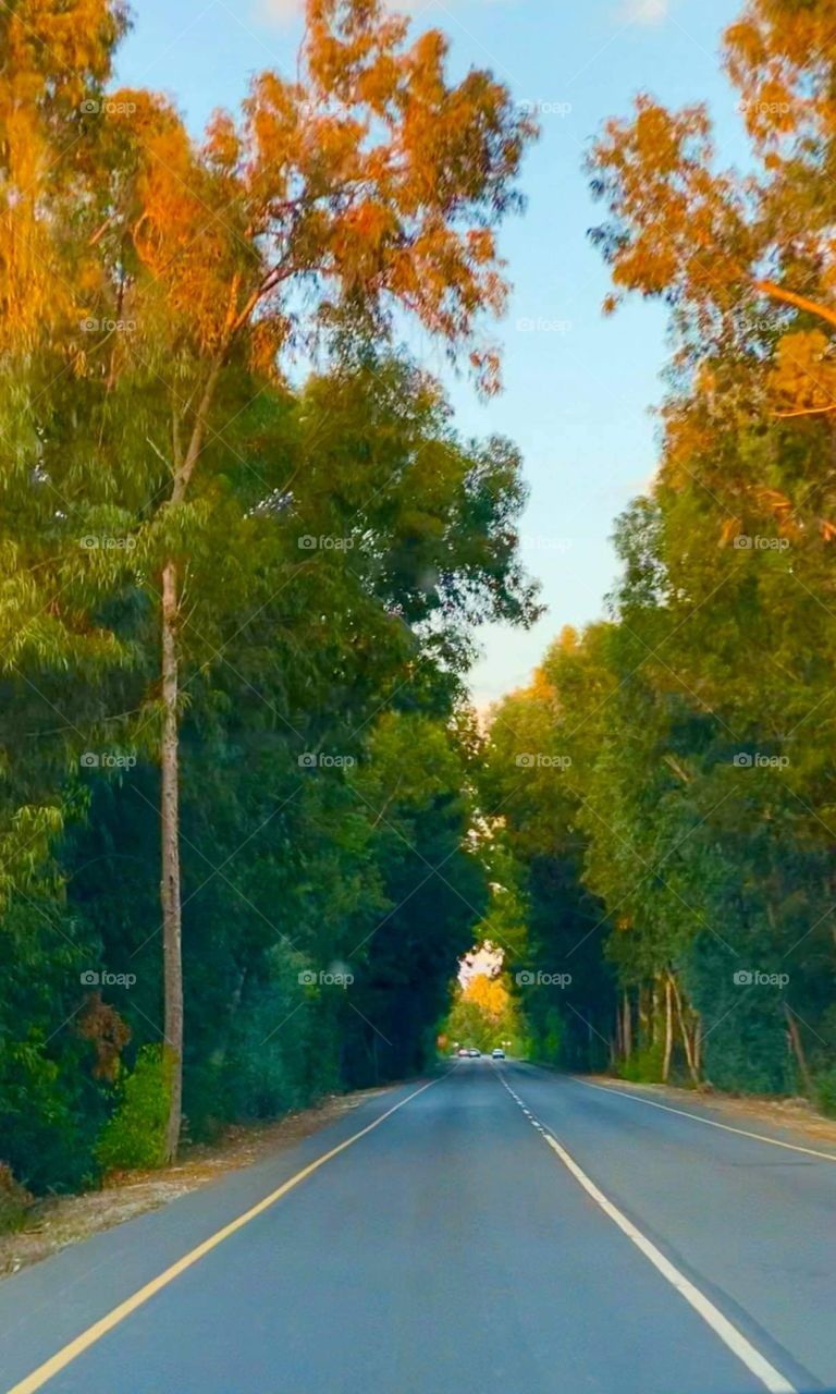 Trees around us - November 2020 on the road Cyprus